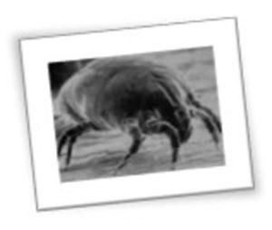 Where do the Allergens Come From? - Dust Mite